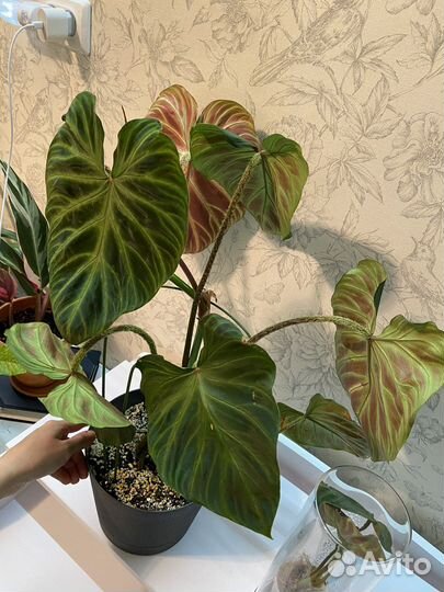 Филодендроны: веррукозум, розовая принцесса