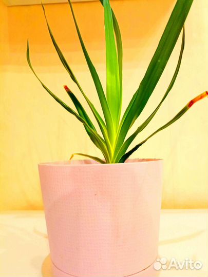 Драцена -драконовое дерево