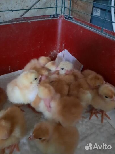 Цветной броллер голошейка есть в наличие