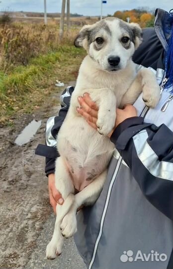 Щенок в добрые руки бесплатно