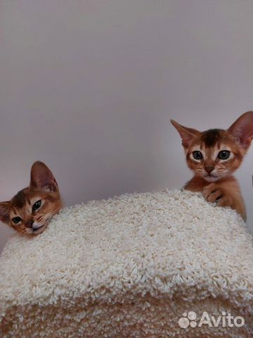 Абиссинские котята объявление продам