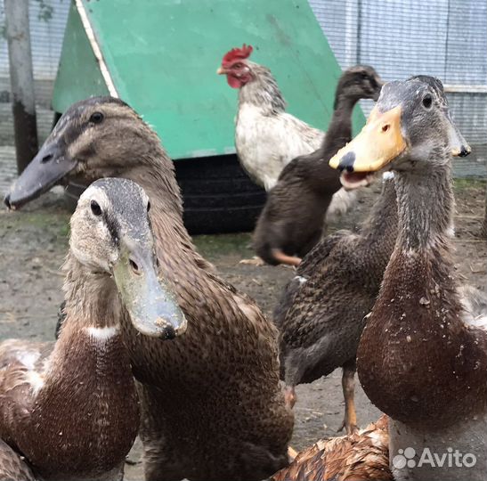 Утки индийский бегунок