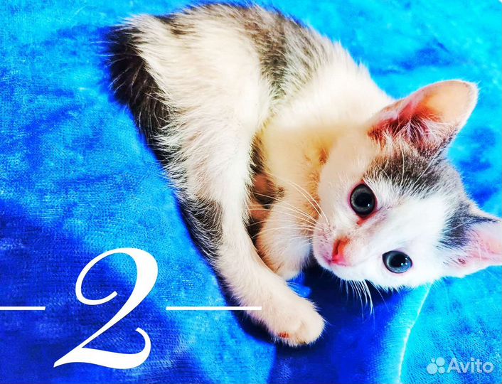 Котята в дар