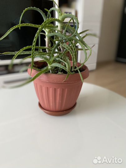 Алое лечебное(столетник)