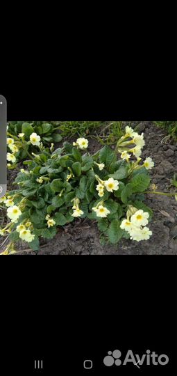 Ромашка, примула, фалярис,хоста