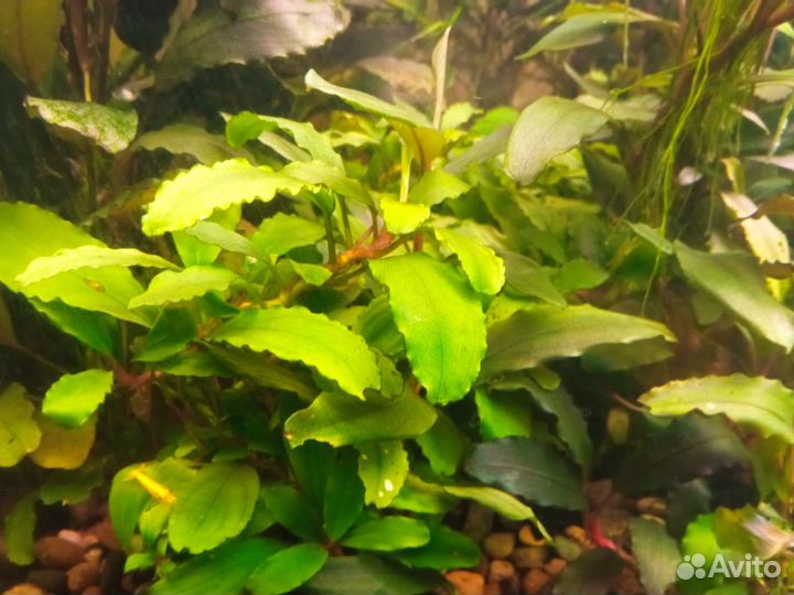 Буцефаландры