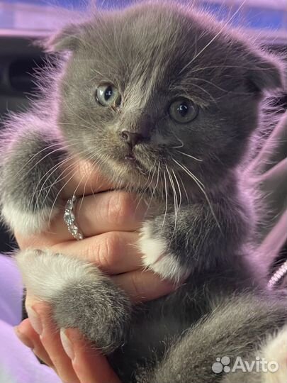 Шотландский вислоухий кот