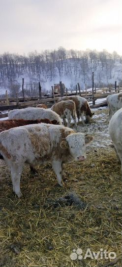 Продаются крс (телки, нетели)