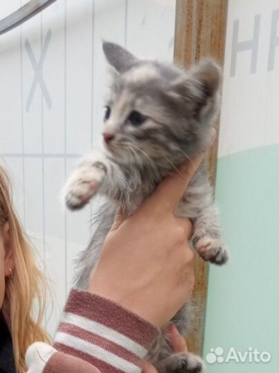 Котенок в дар