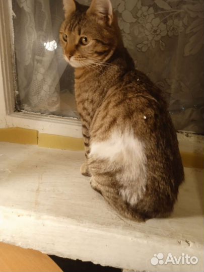 Котик бесплатно в добрые руки