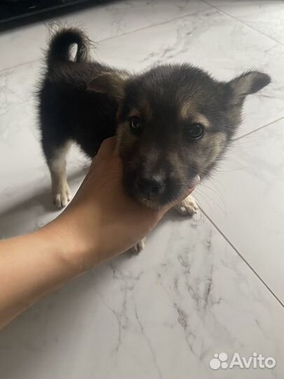 Щенок ищет дом