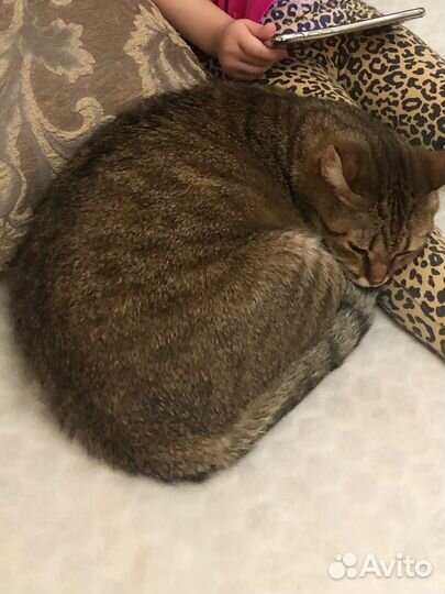 Ласковая кошечка