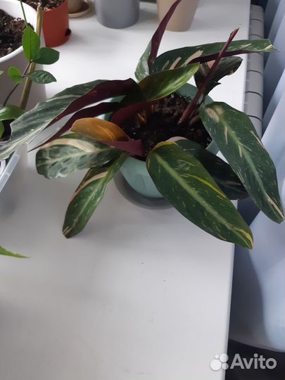 Винтовая пальма,строманта