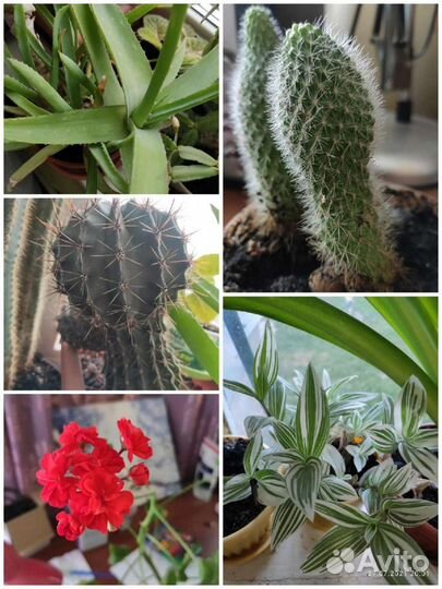 Комнатные растения обмен