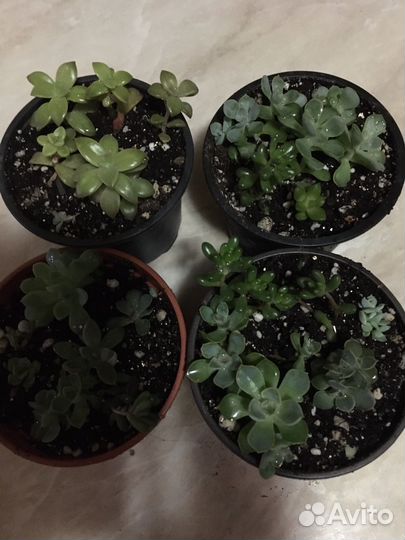 Сукуленты-детки