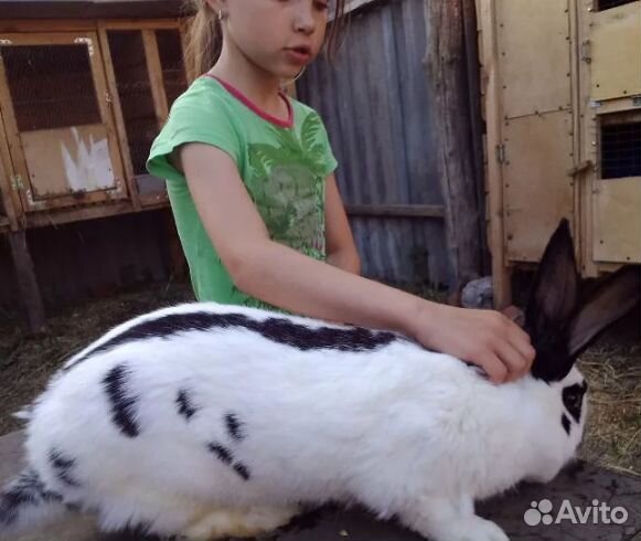 Кролики мясных пород великаны