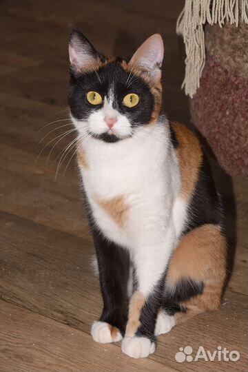 Кошки в добрые руки