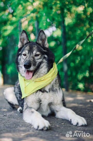 Собака Гром в добрые руки