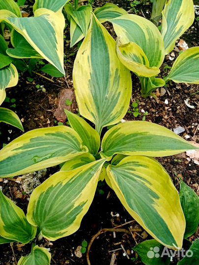 Хосты, растения для тенистого сада и полутени