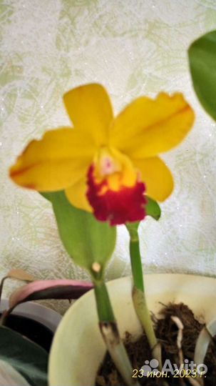 Орхидея каттлея