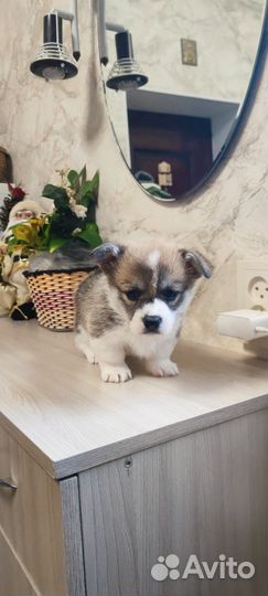 Щенки корги