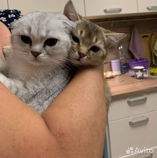 Шотландская вислоухая золотая шиншилла