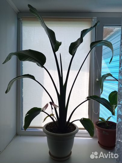 Стрелиция регина