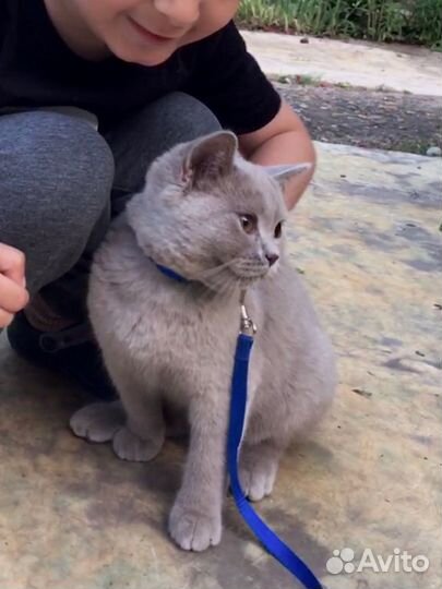 Британская