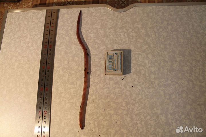 Черви для рыбалки дендробена