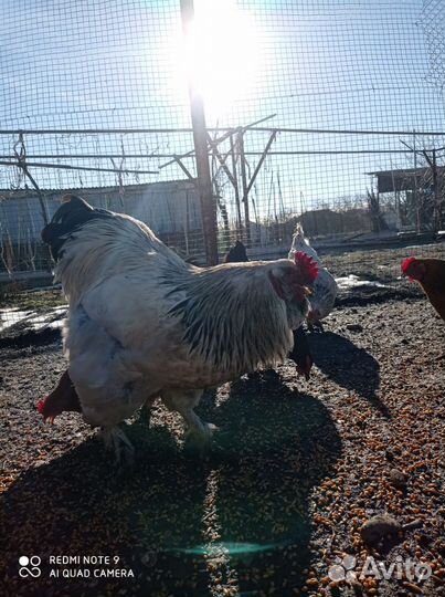 Куры бройлеры