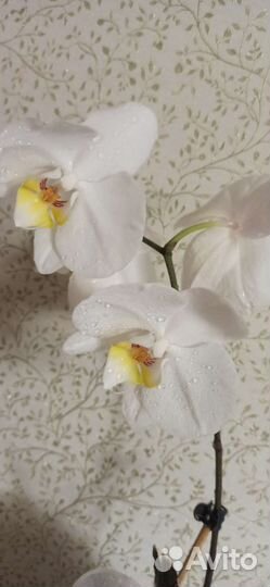 Орхидея фаленопсис