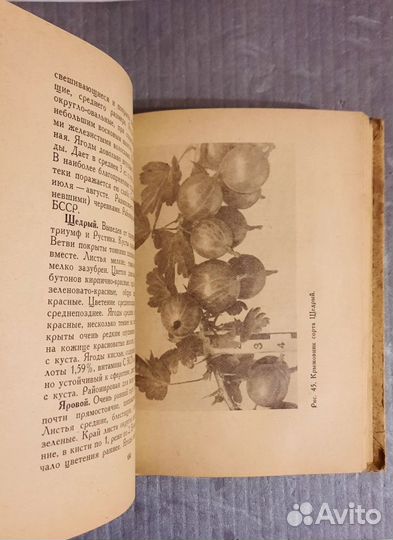 Ягодный сад. Анатолий Волузнев