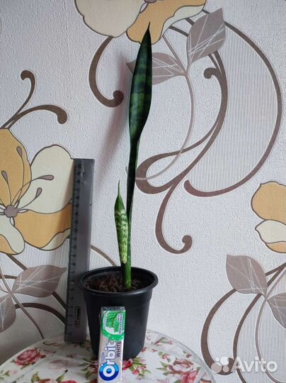 Сансевиерия и Алоэ