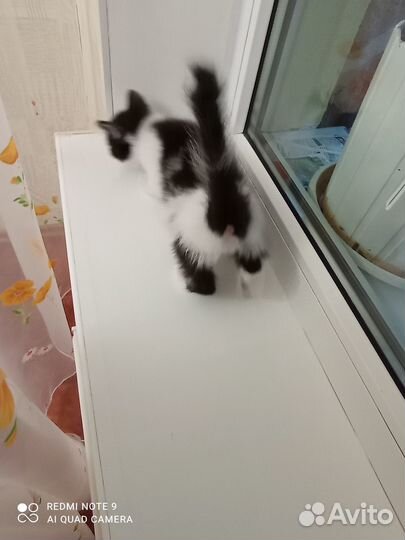 Кошки в добрые руки бесплатно