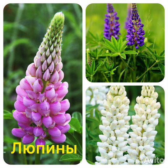 Многолетники