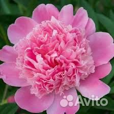 Пионы сортовые в горшках