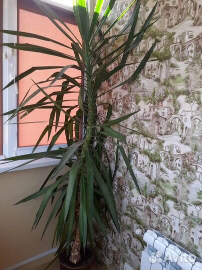 Пальма юкка