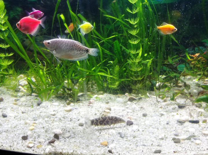 Аквариумная рыбка Боция