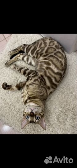Бенгальская кошка
