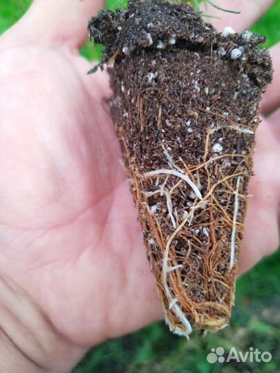 Сеянцы сосны обыкновенной зкс