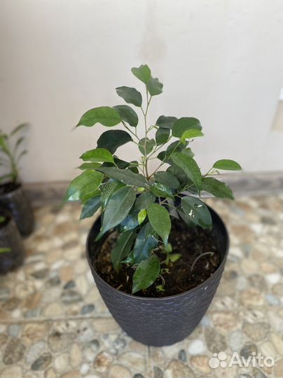 Фикус Бенджамина