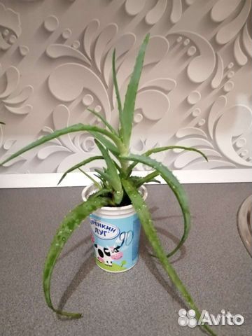 Комнатные домашние растения