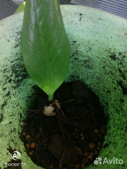 Замиокулькас