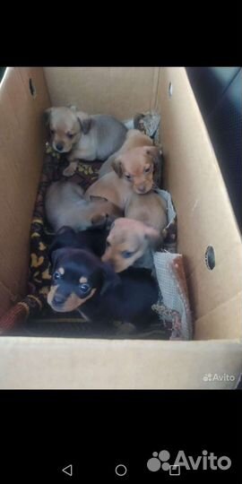 Чихуахуа, той терьеры, карликовый пинчер.Доставка