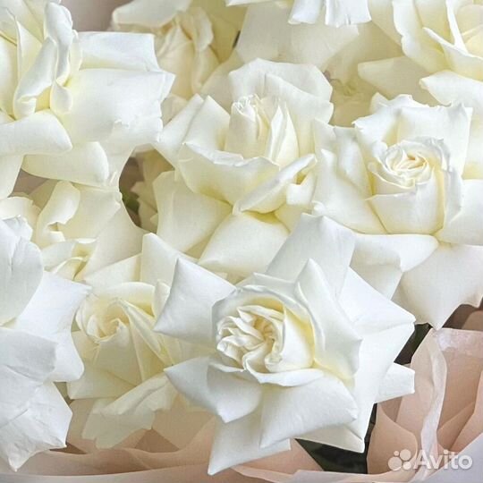 Букет белые розы Playa Blanka