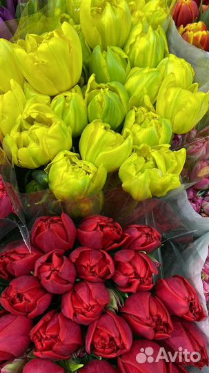 Пионовидные тюльпаны доставка