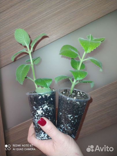 Комнатная мята