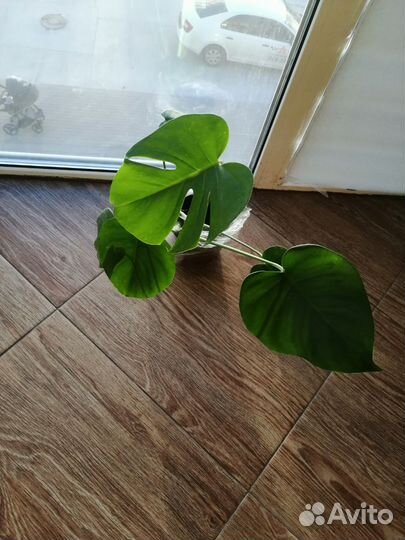 Диффенбахия, амазонская лилия, монстера