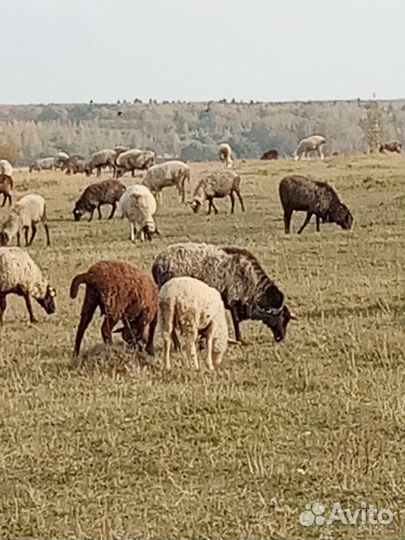 Овцы, бараны, матки, ягнята
