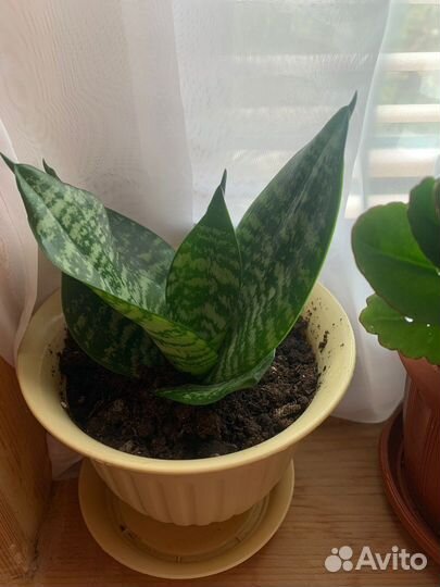 Комнатные цветы